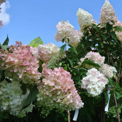 Hydrangea 'Vanilla Strawberry™'
