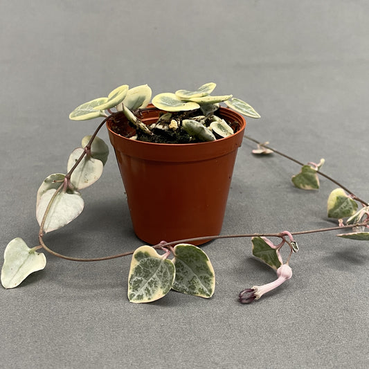 String of Hearts Variegated 2.5" Pot