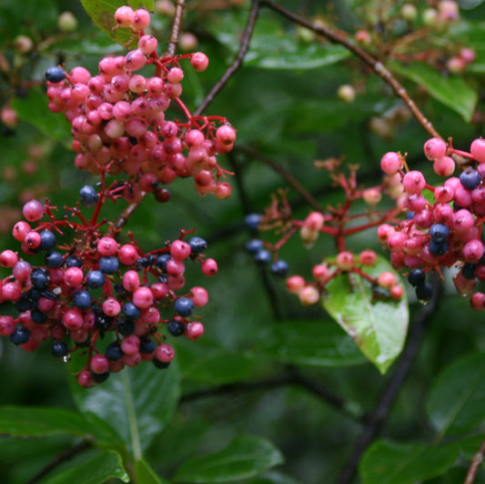Viburnum 'Witherod'