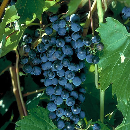 Grape 'Frontenac Noir'