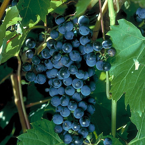 Grape 'Frontenac Noir'