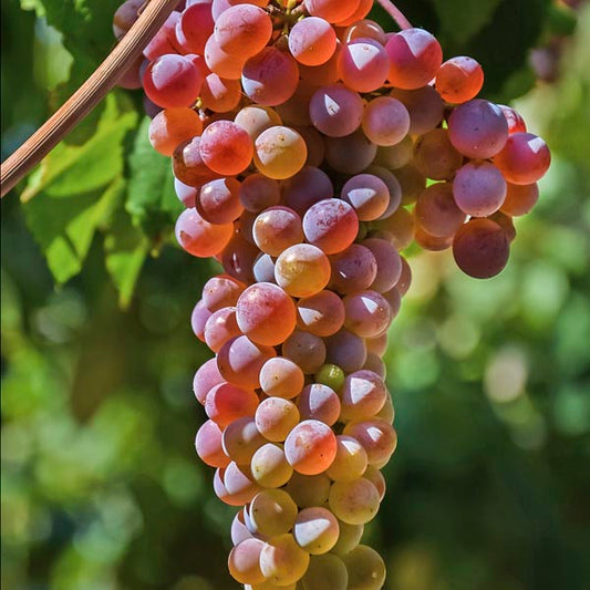 Grape 'Somerset'