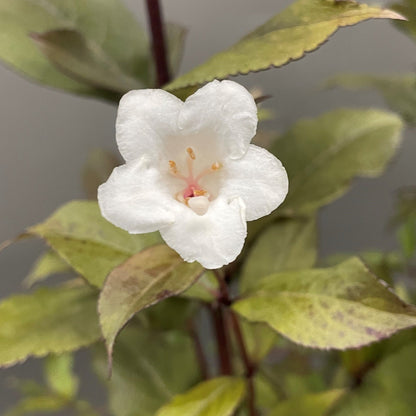 Weigela 'Wine & Spirits®'
