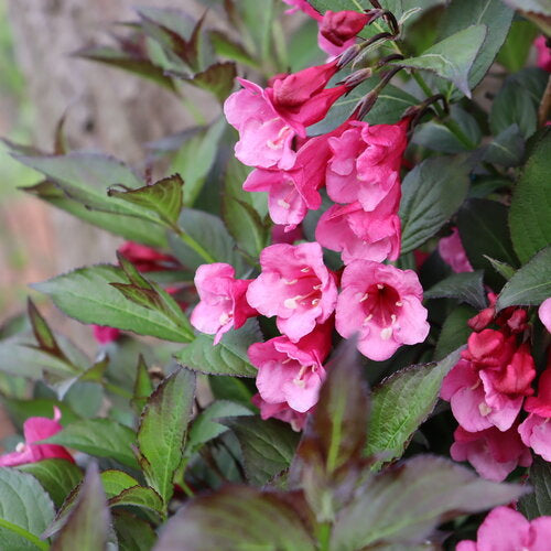 Weigela 'Sonic Bloom®' Series