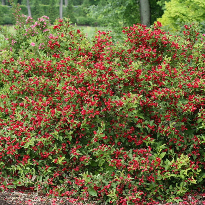 Weigela 'Sonic Bloom® Red'