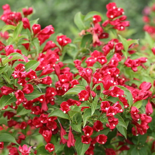 Weigela 'Sonic Bloom® Red'