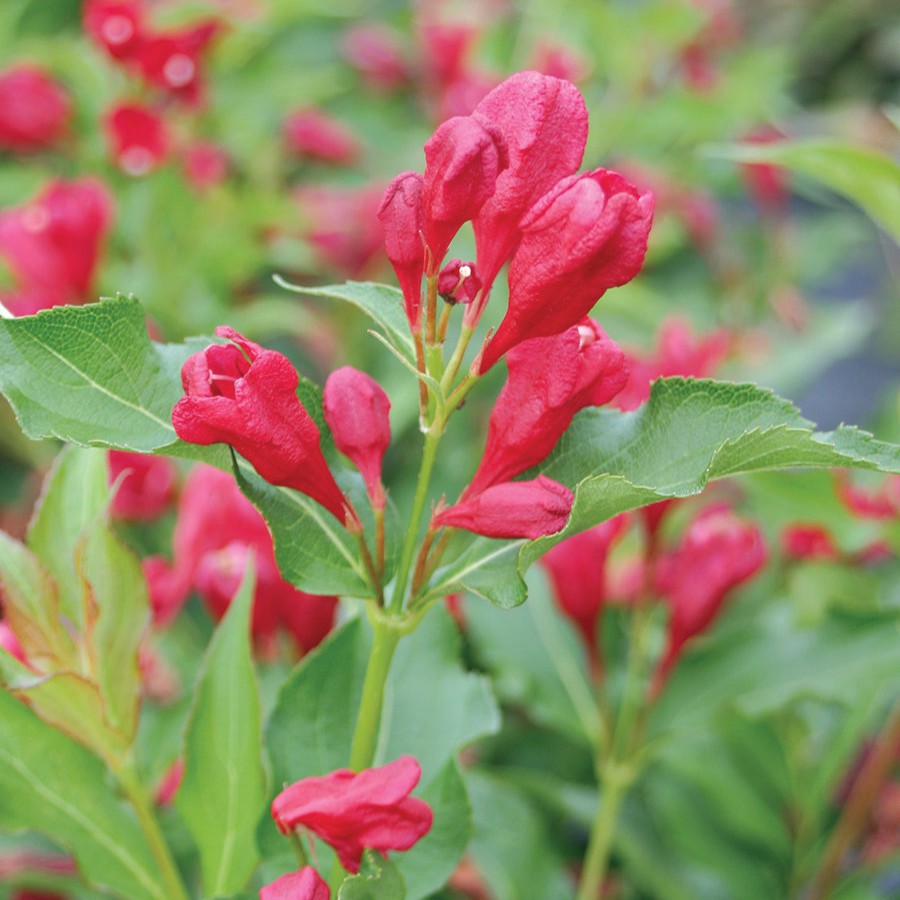 Weigela 'Sonic Bloom®' Series