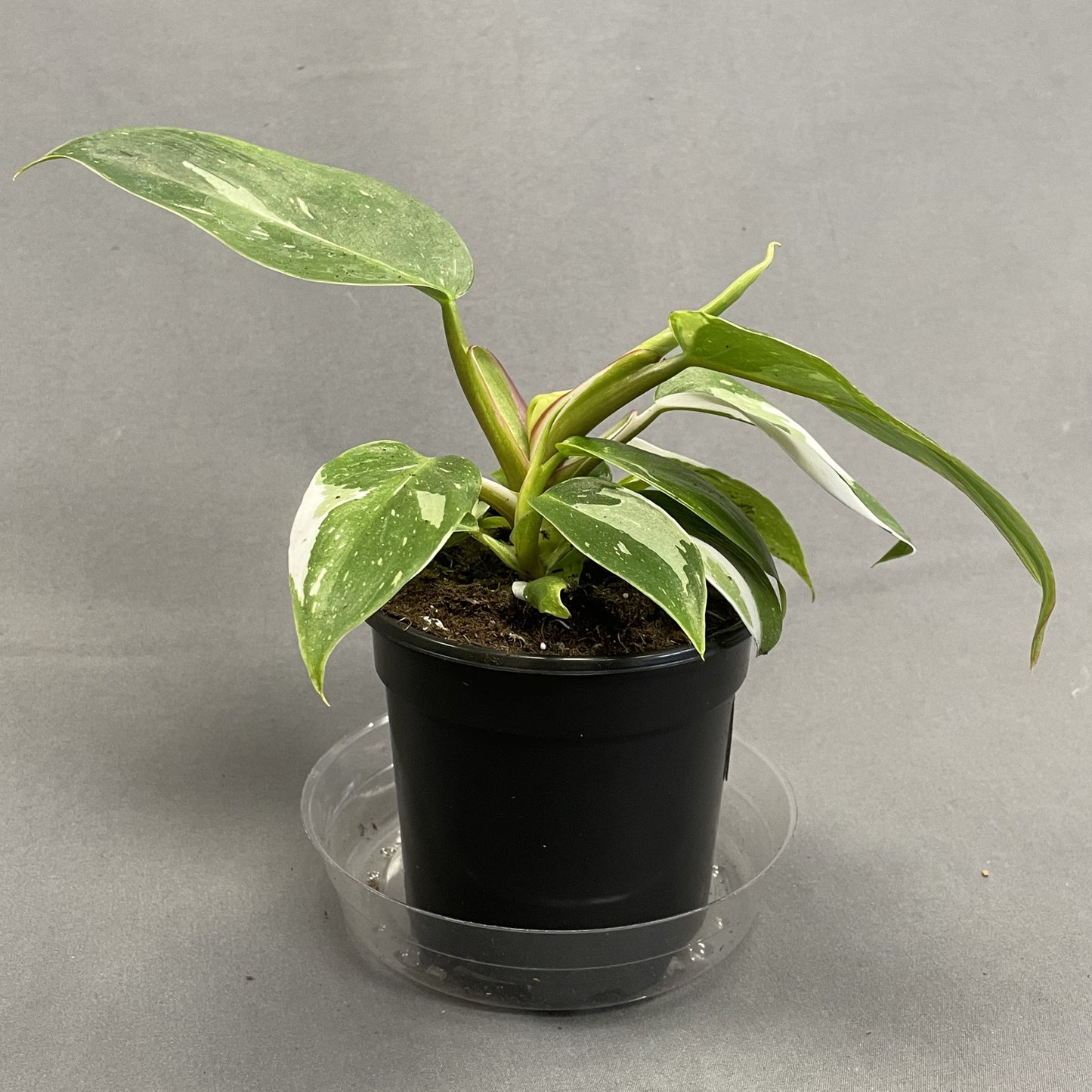 Philodendron 'White Wizard'