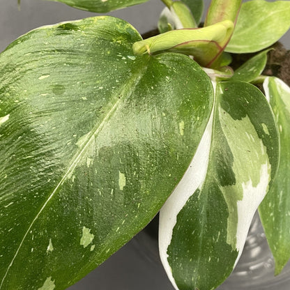 Philodendron 'White Wizard'
