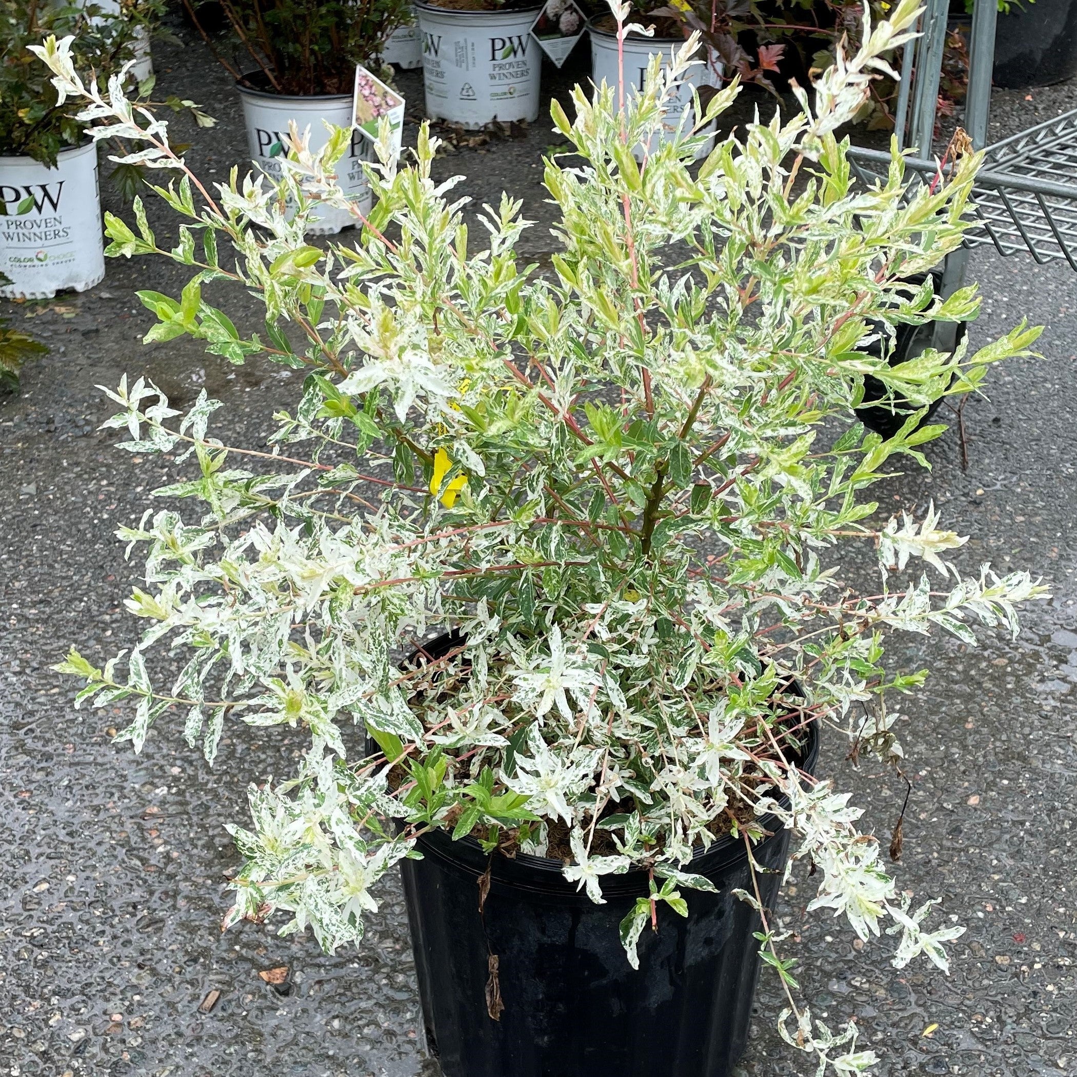 Willow 'Dappled'