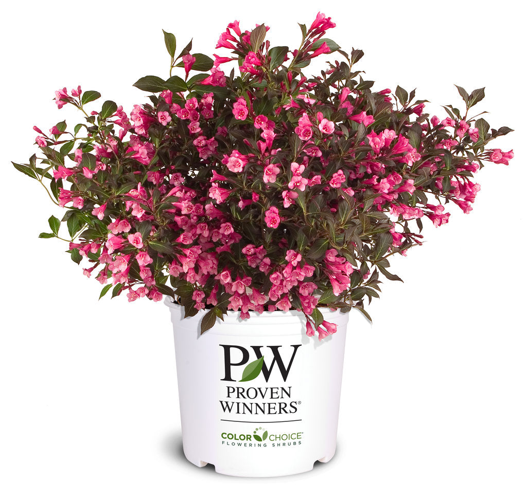 Weigela 'Wine & Roses®'