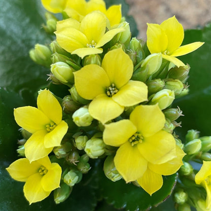 Kalanchoe