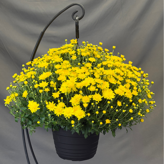 Fall Chrysanthemums 10" HB