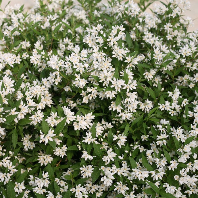 Deutzia 'Yuki Snowflake'