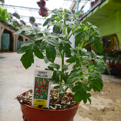 Tomato 'Sweet Million'