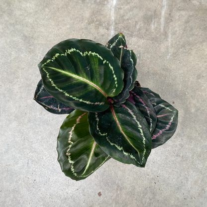 Calathea Roseopicta