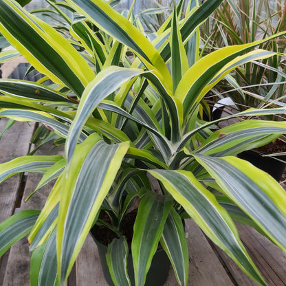 Dracaena Warneckii Lemon Lime 6" Pot