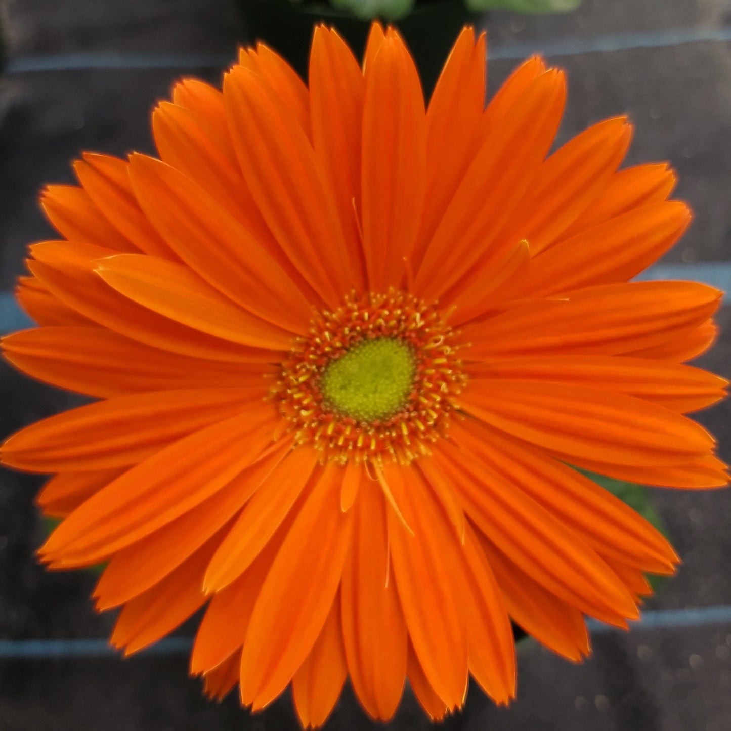 Gerbera Daisy 6" Pot - Orange