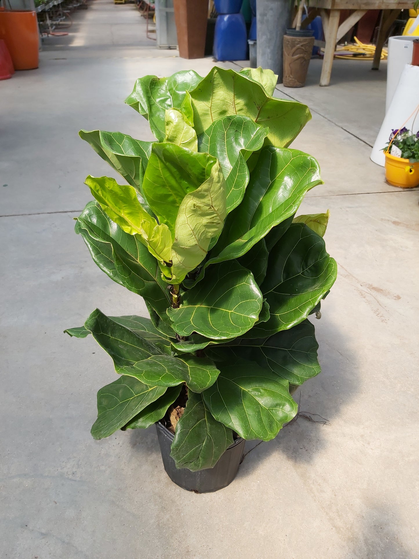 Ficus 'Fiddle Leaf Fig'