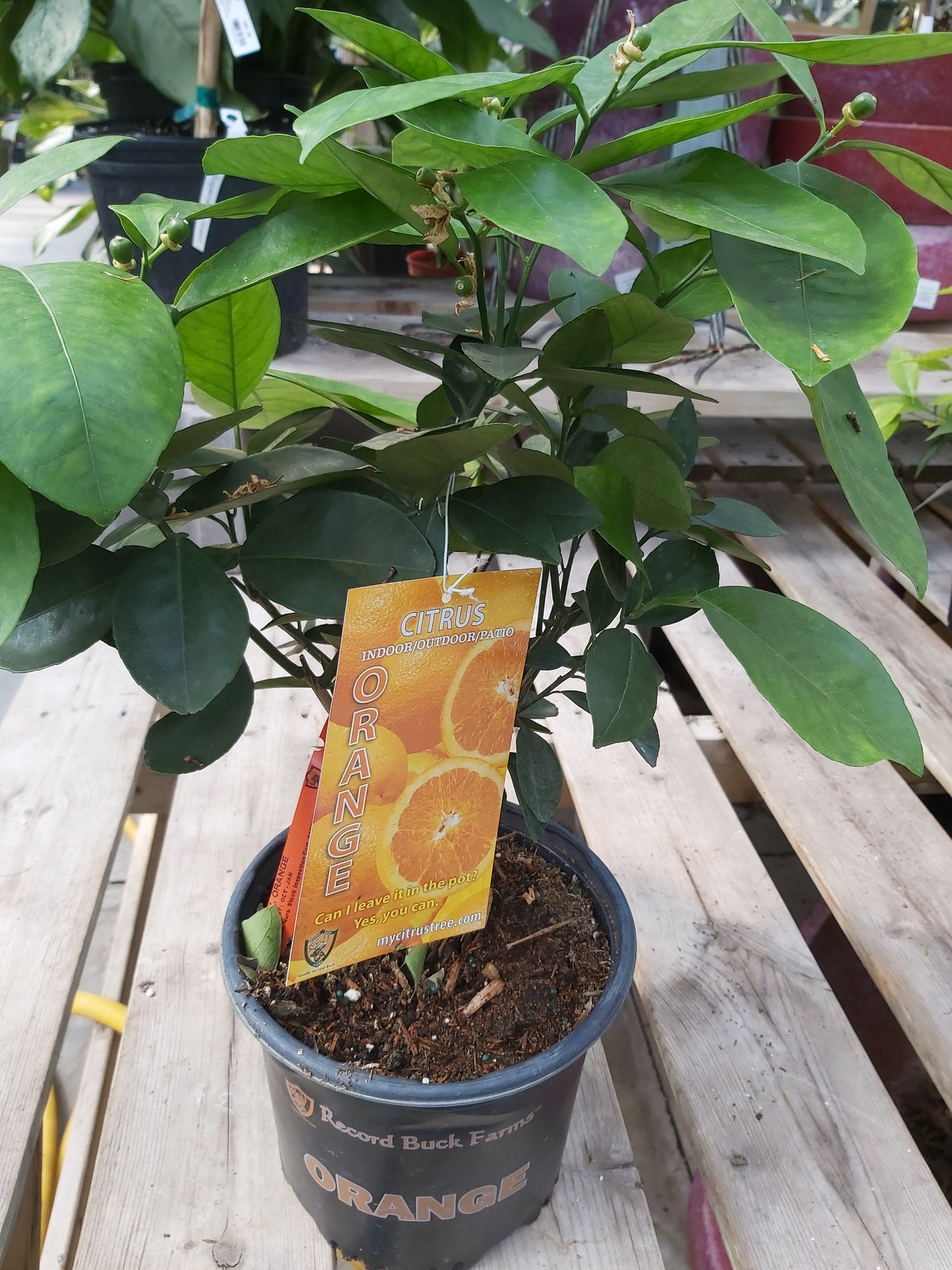 Citrus 'Orange'