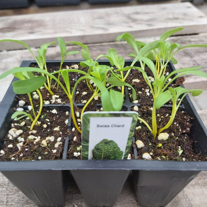 Swiss Chard Green