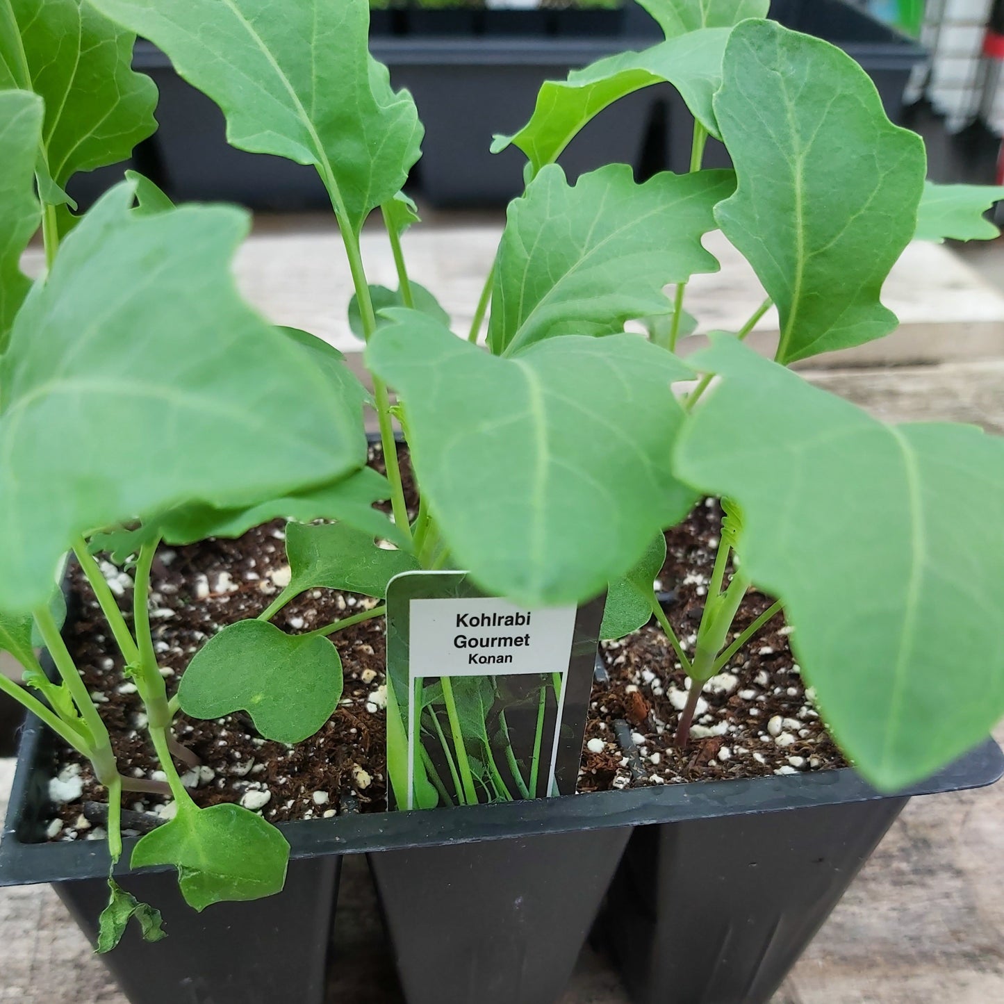 Kohlrabi 'White'