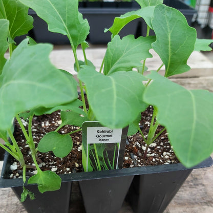 Kohlrabi 'White'