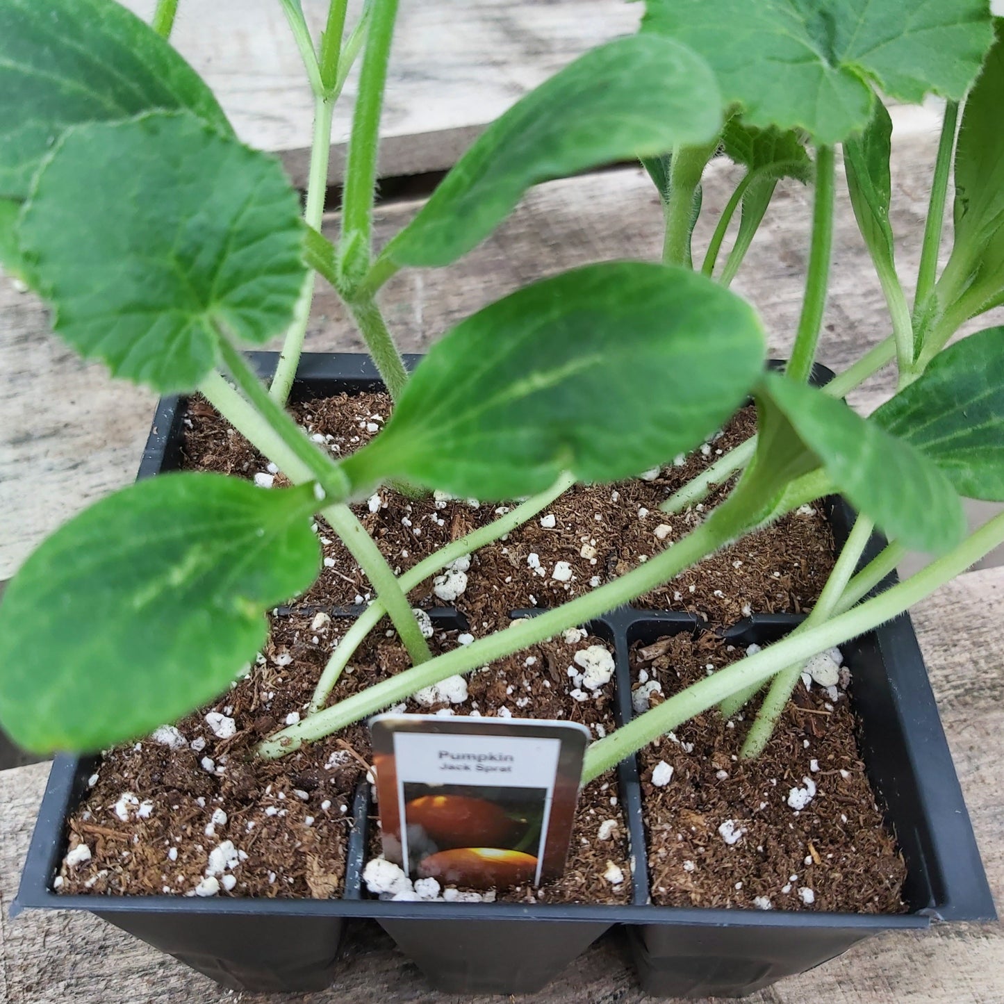 Pumpkin 'Jack Sprat'