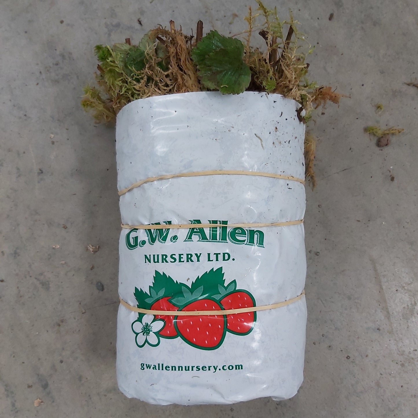 Strawberry Bare Root SABLE 25/pkg