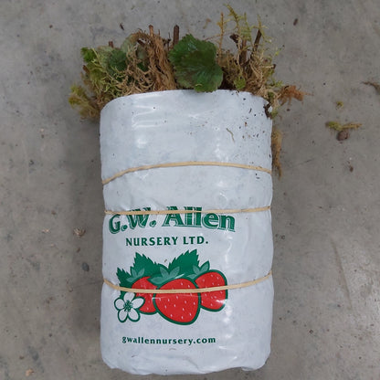 Strawberry 'Kent'