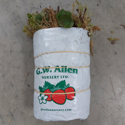 Strawberry 'Jewel'