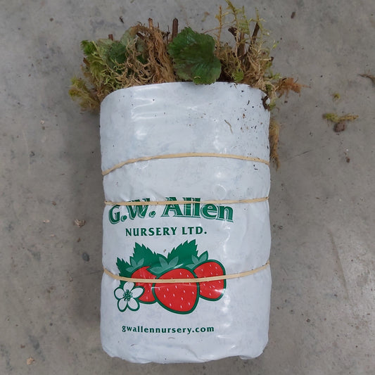 Strawberry 'Jewel'