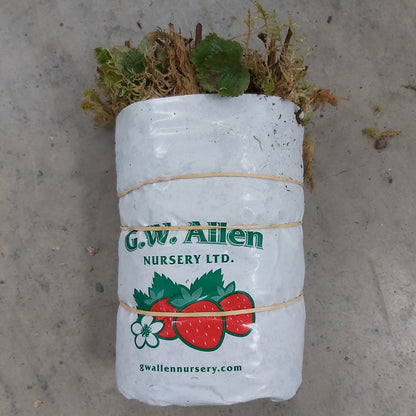 Strawberry 'Annapolis'