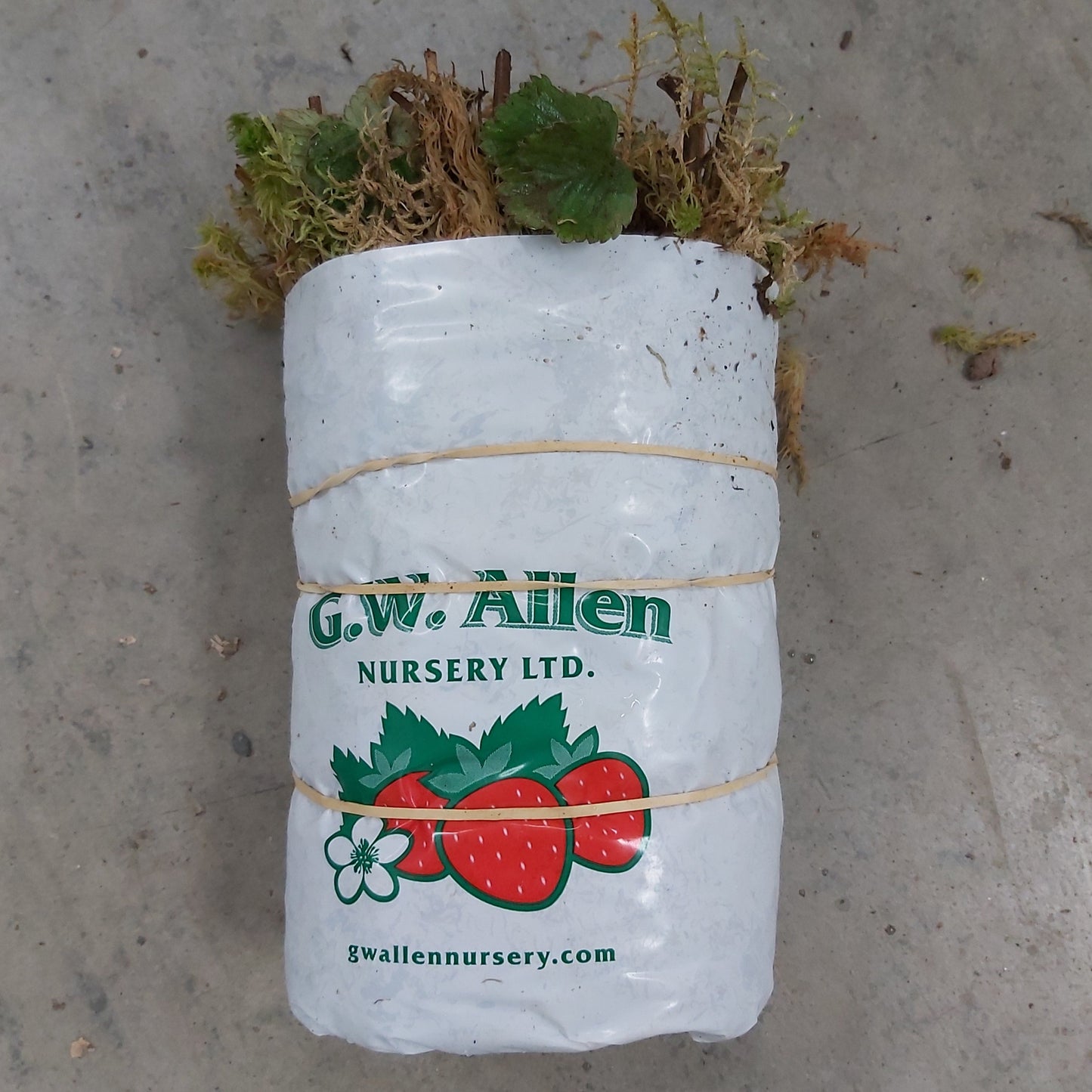Strawberry Bare Root CAVENDISH 25/pkg