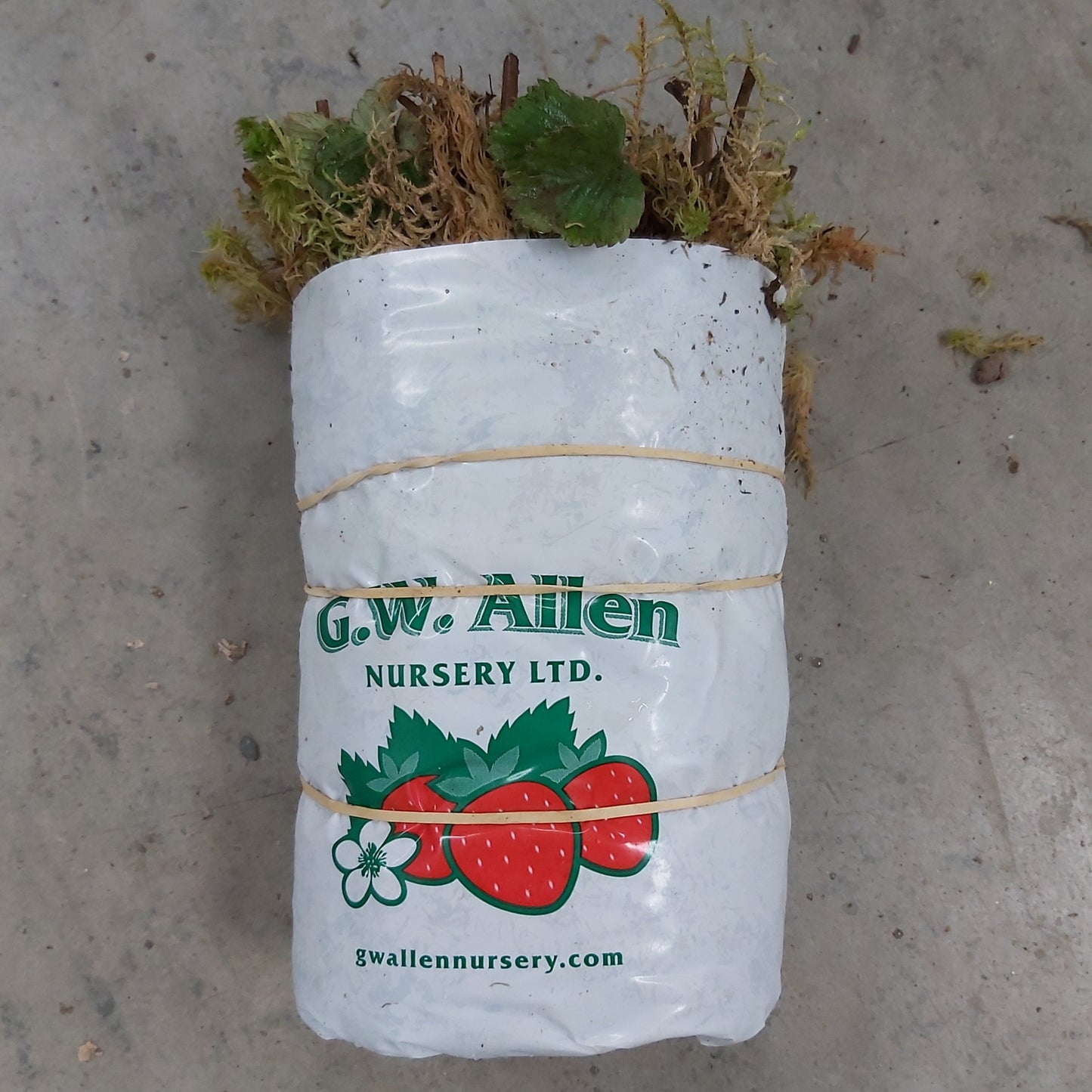 Strawberry 'Brunswick'