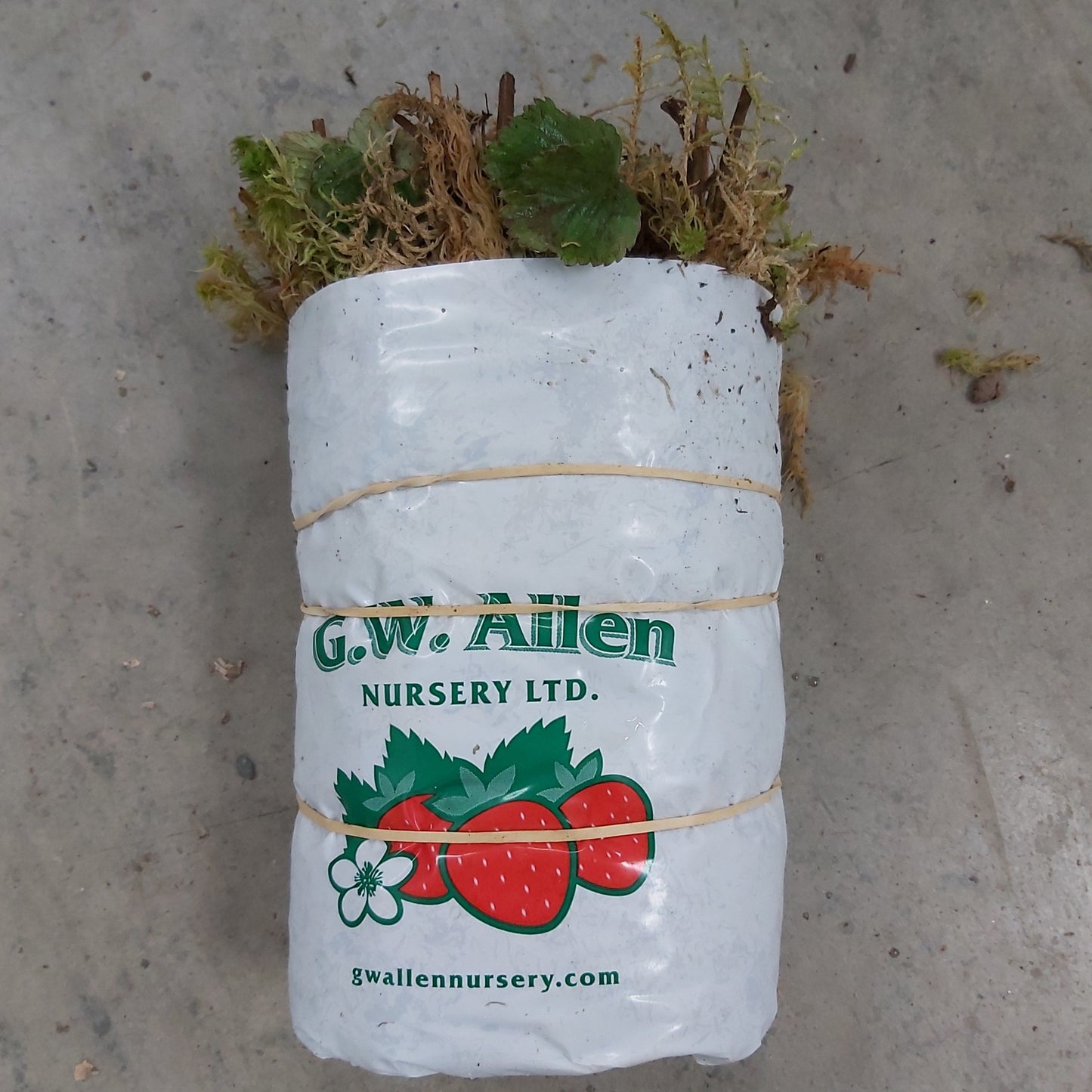 Strawberry Bare Root AC WENDY 25/pkg