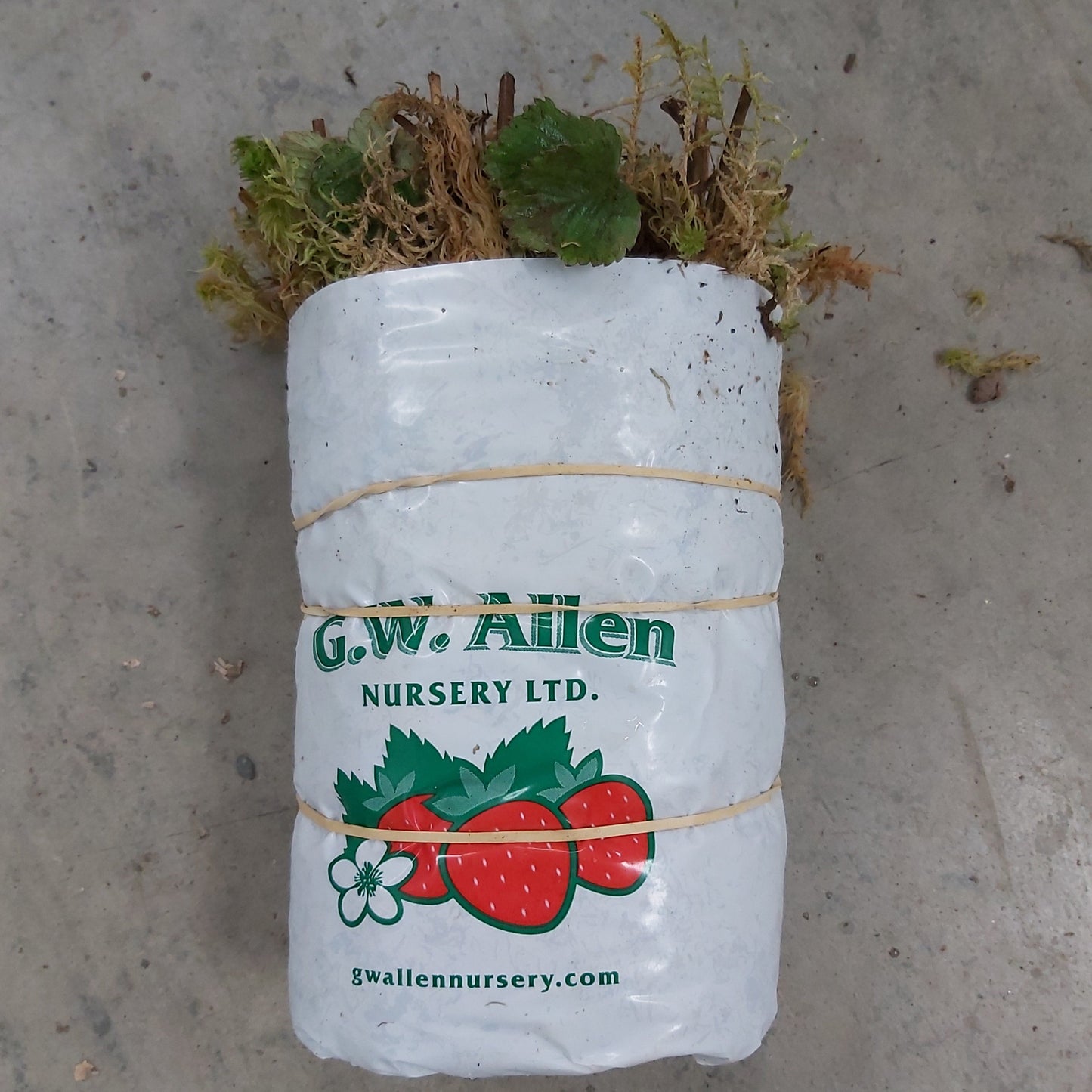Strawberry 'AC Wendy'
