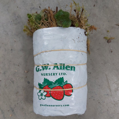 Strawberry Bare Root ALBION Everbearing 25/pkg