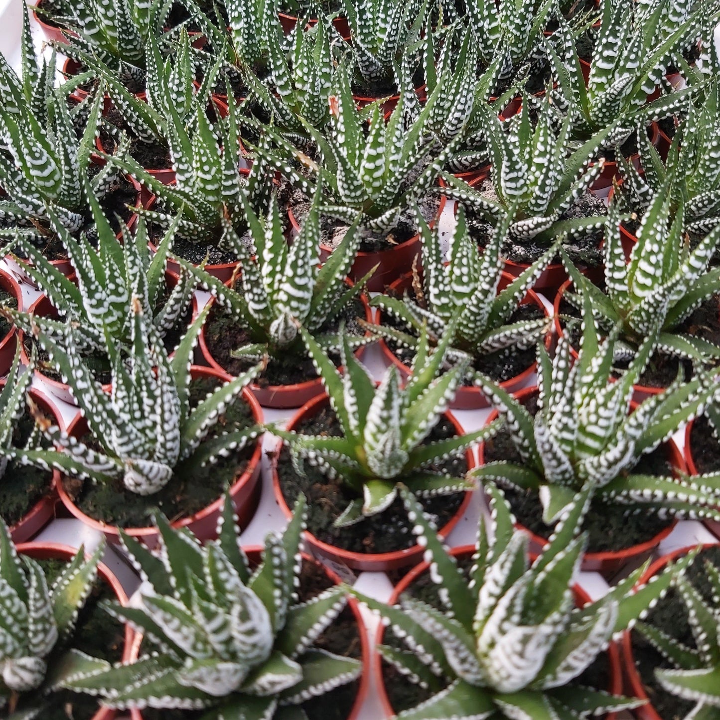 Haworthia Assorted 1.5" Pot