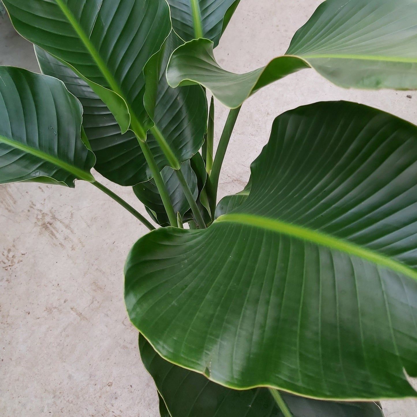 Bird of Paradise White 10" Pot