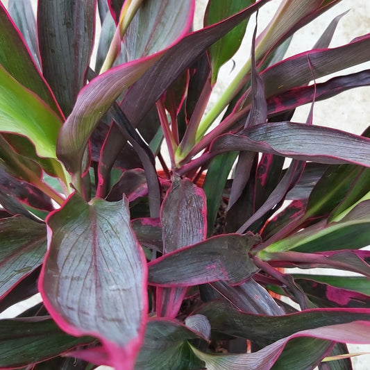 Cordyline 'Red Sensation'