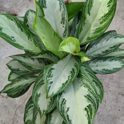 Aglaonema Silver Bay 6" Pot