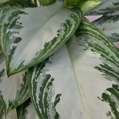 Aglaonema Silver Bay 6" Pot
