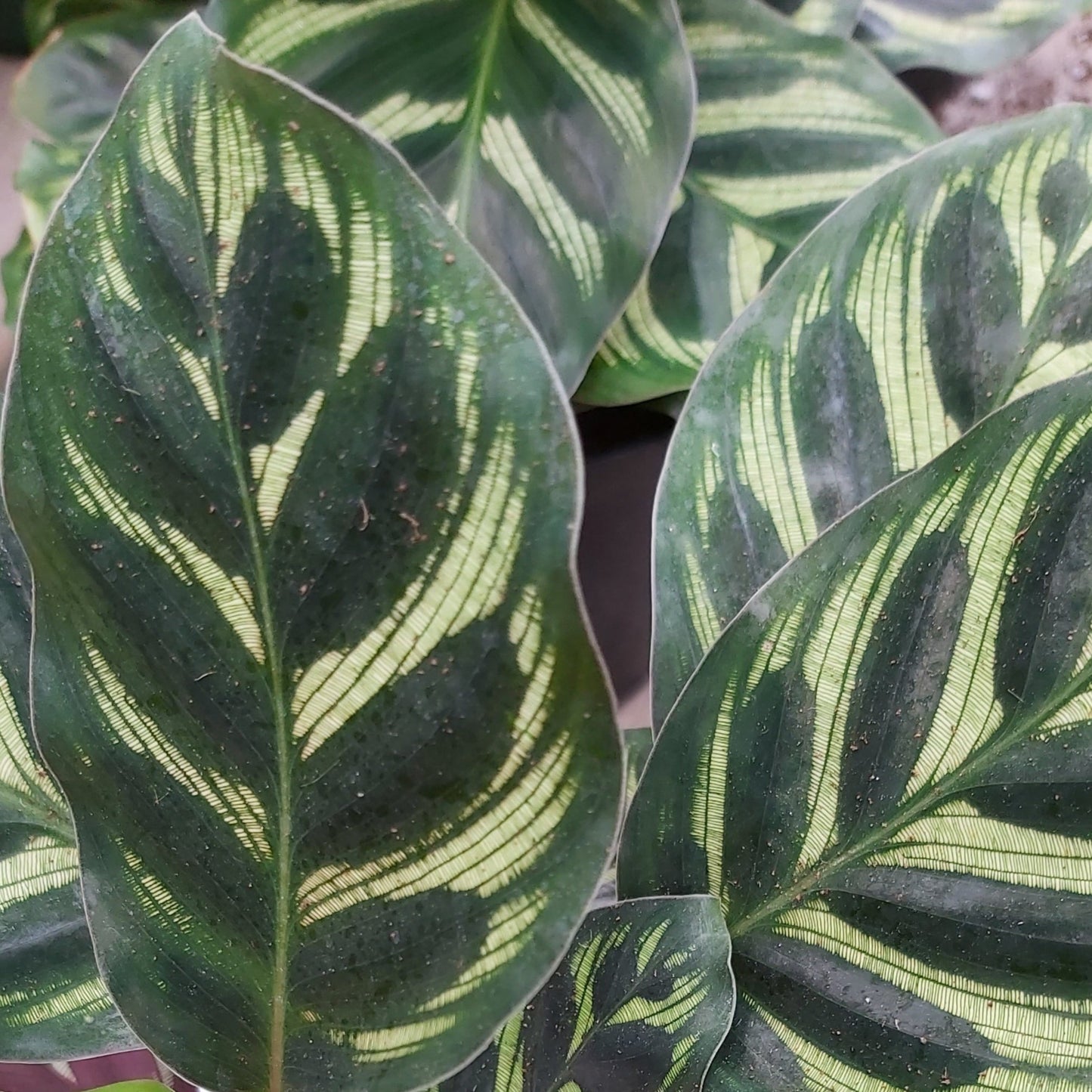 Calathea makoyana Peacock