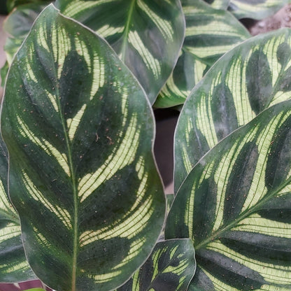 Calathea makoyana Peacock