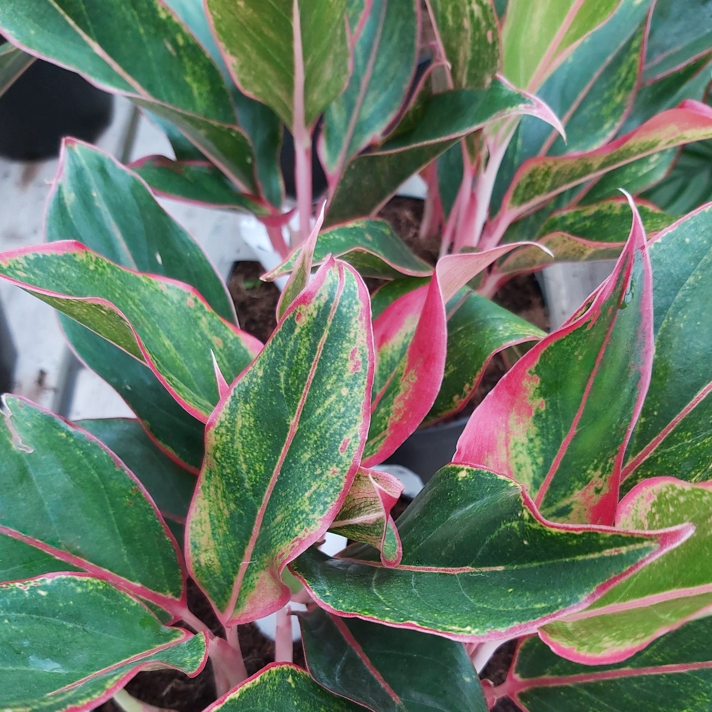 Aglaonema Siam Red 6" Pot