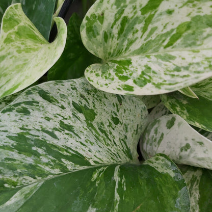 Pothos Marble Queen 6" Pot