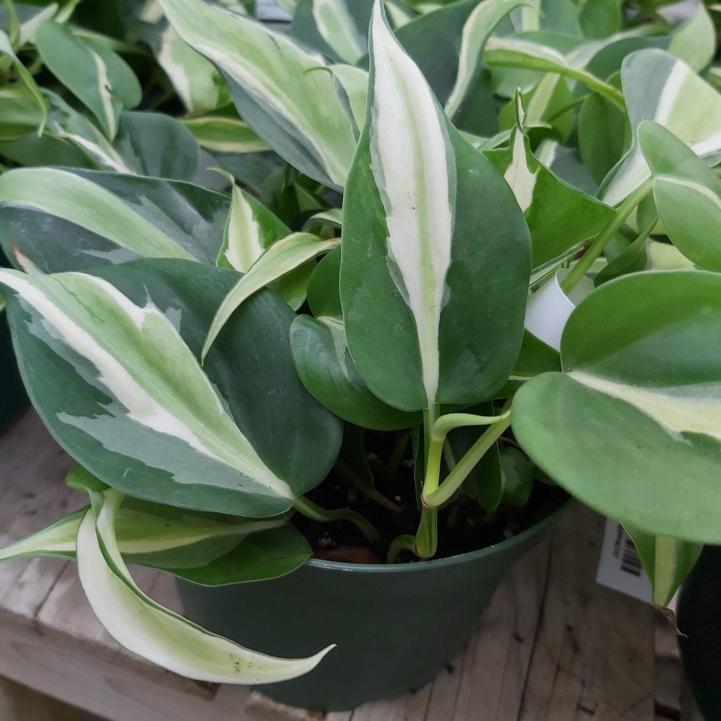 Philodendron 'Silver Stripe'
