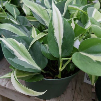 Philodendron 'Silver Stripe'