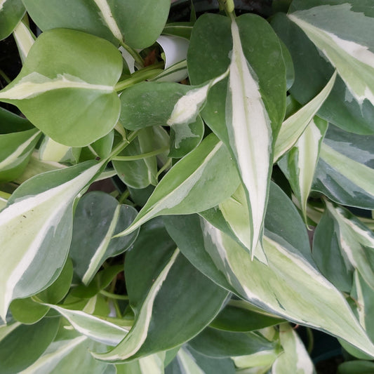 Philodendron 'Silver Stripe'